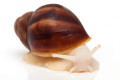 Archachatina puylaerti albino body juvenil 4cm